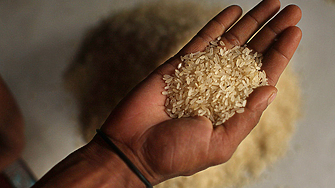 От Китай до САЩ и Европейския съюз производството на ориз