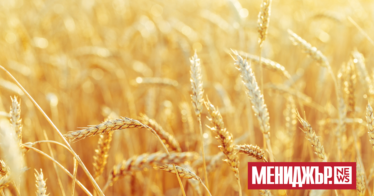 В България са внесени близо 20 000 тона украинска пшеница