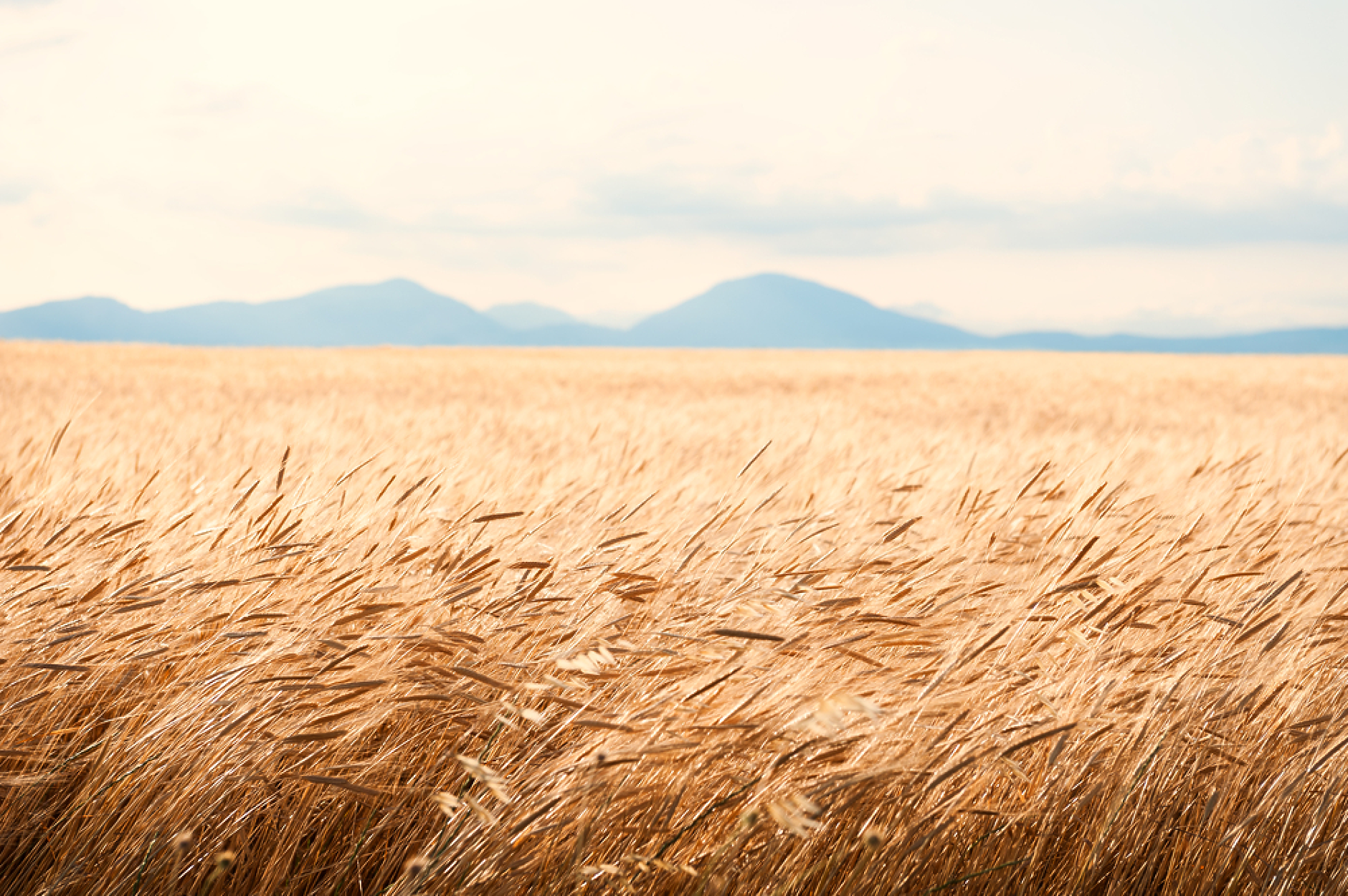 Турция наложи 130% мито върху вноса на пшеница, царевица и ечемик
