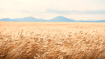 Турция наложи 130% мито върху вноса на пшеница, царевица и ечемик