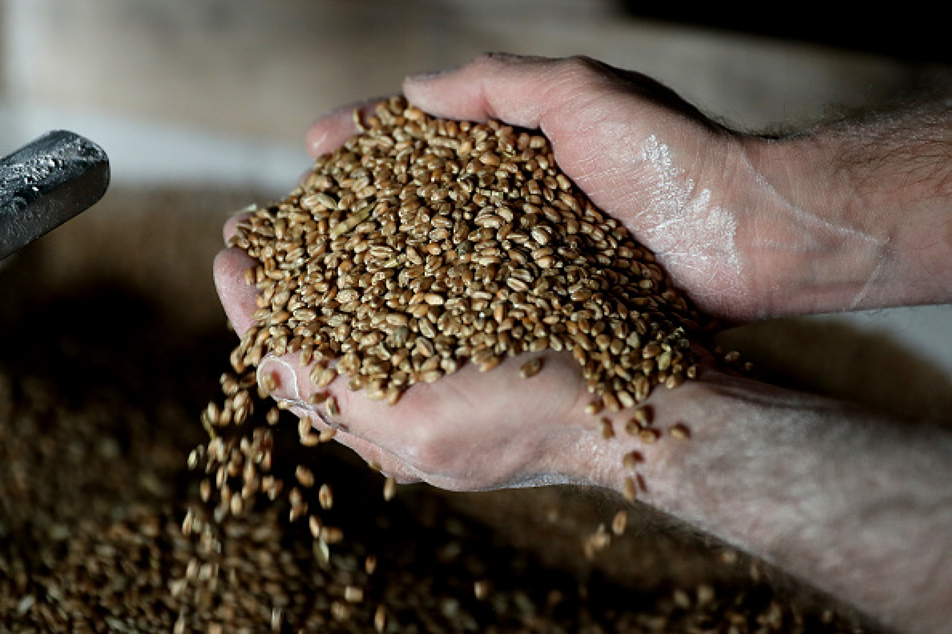 Зърнените стоки поевтиняват на световните борсови пазари