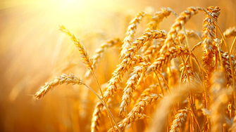 Производителите на зърно в Източна Европа са изправени пред перфектната буря