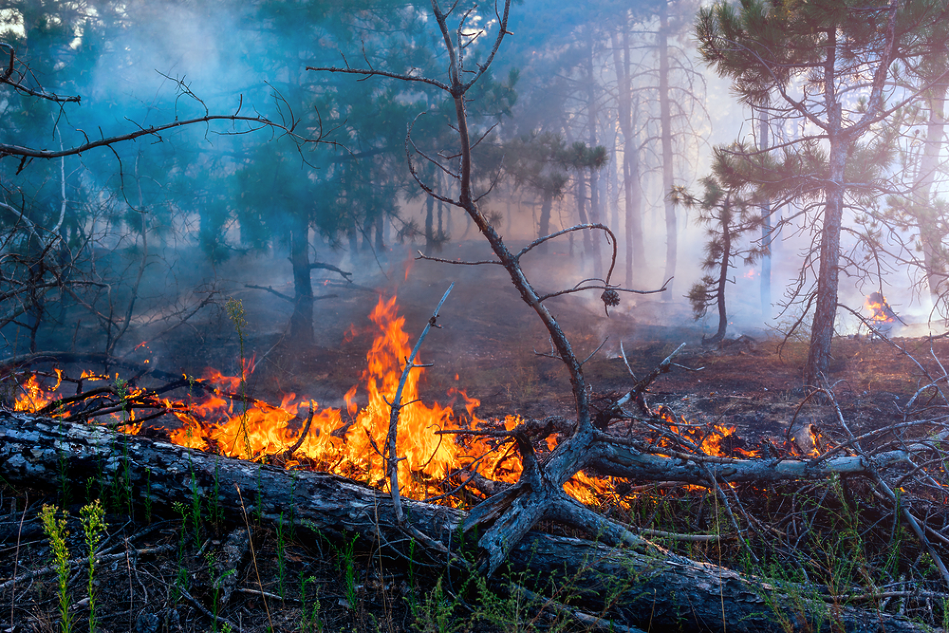 Близо 30 хил. души бяха евакуирани в Канада заради горски пожари