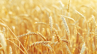 Три държави са получили най-голям дял зърно от доставките по зърнения коридор