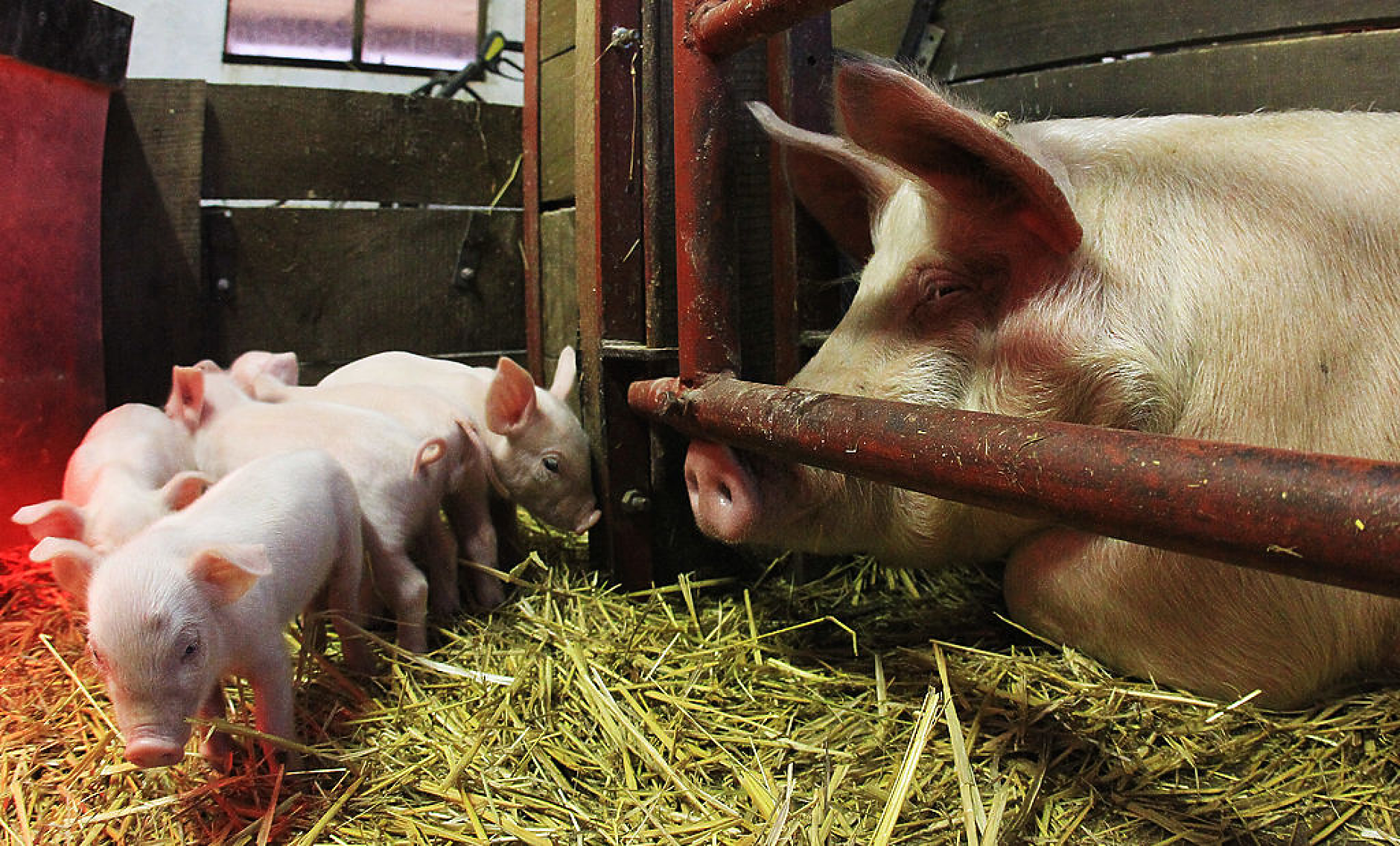 Европейските животновъди не бързат да съживят производството на свинско месо въпреки рекордните цени
