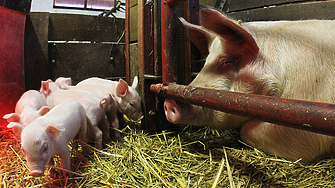 Рекордните цени на свинете можеха да стимулират фермери като Карол