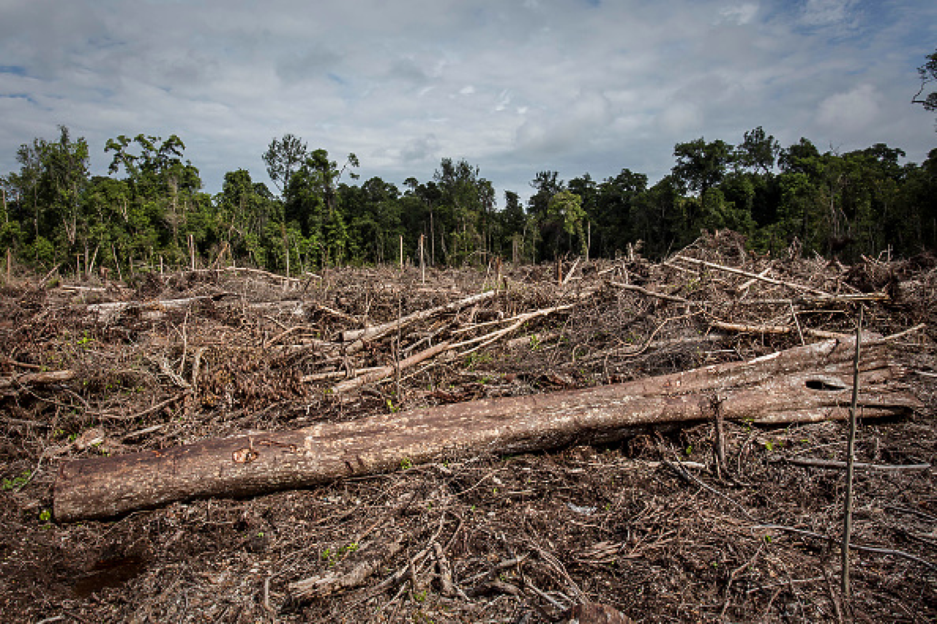 Инвеститорите може да обърнат гръб на фирми за потребителски стоки заради закона на ЕС за обезлесяването