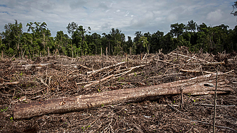 Инвеститорите може да обърнат гръб на фирми за потребителски стоки заради закона на ЕС за обезлесяването