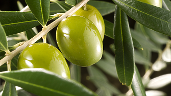 Без маслини и зехтин от Халкидики заради климатичните промени