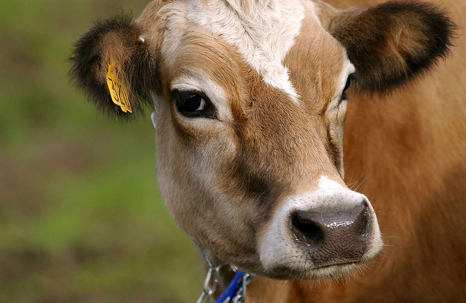 Ирландия обмисля да унищожи около 200 000 говеда заради борбата с промените на климата