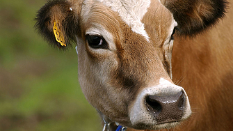 Ирландия обмисля да унищожи около 200 000 говеда заради борбата с промените на климата