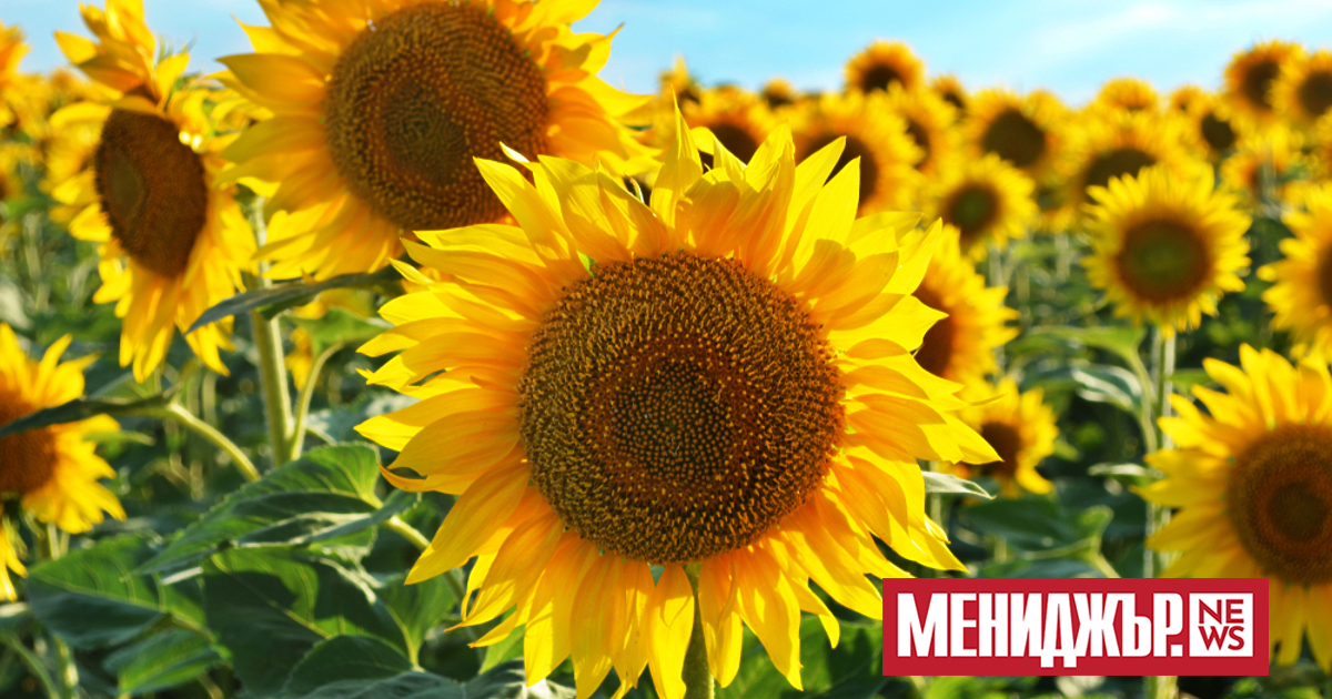 Най-ниските минимални температури през юли ще бъдат между 12 и