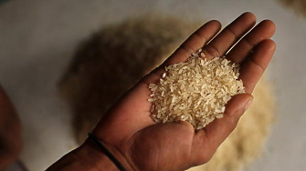 Индия която представлява 40 от целия световен износ на ориз