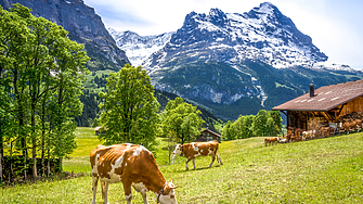 Въпреки популярността на швейцарските сирена по света производството им става