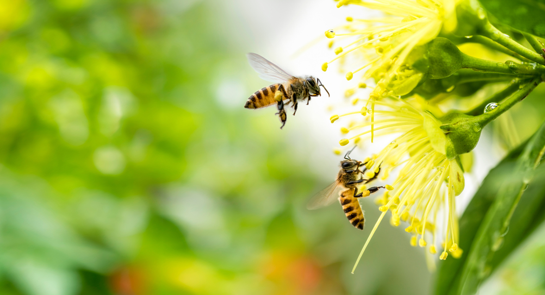 Робо пчели могат да спасят фермите от ново поколение днес и космическото земеделие утре
