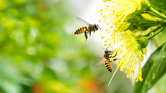 Робо пчели могат да спасят фермите от ново поколение днес и космическото земеделие утре