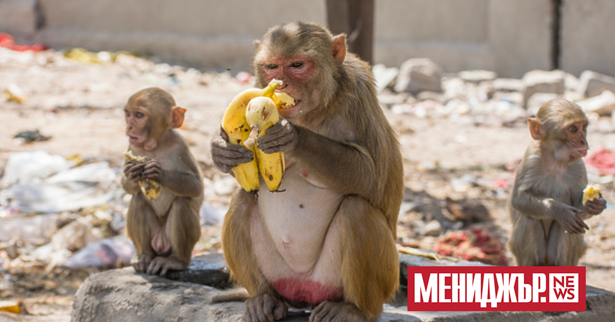 Учените Йоси Йовел и Одед Рехави от университета в Тел