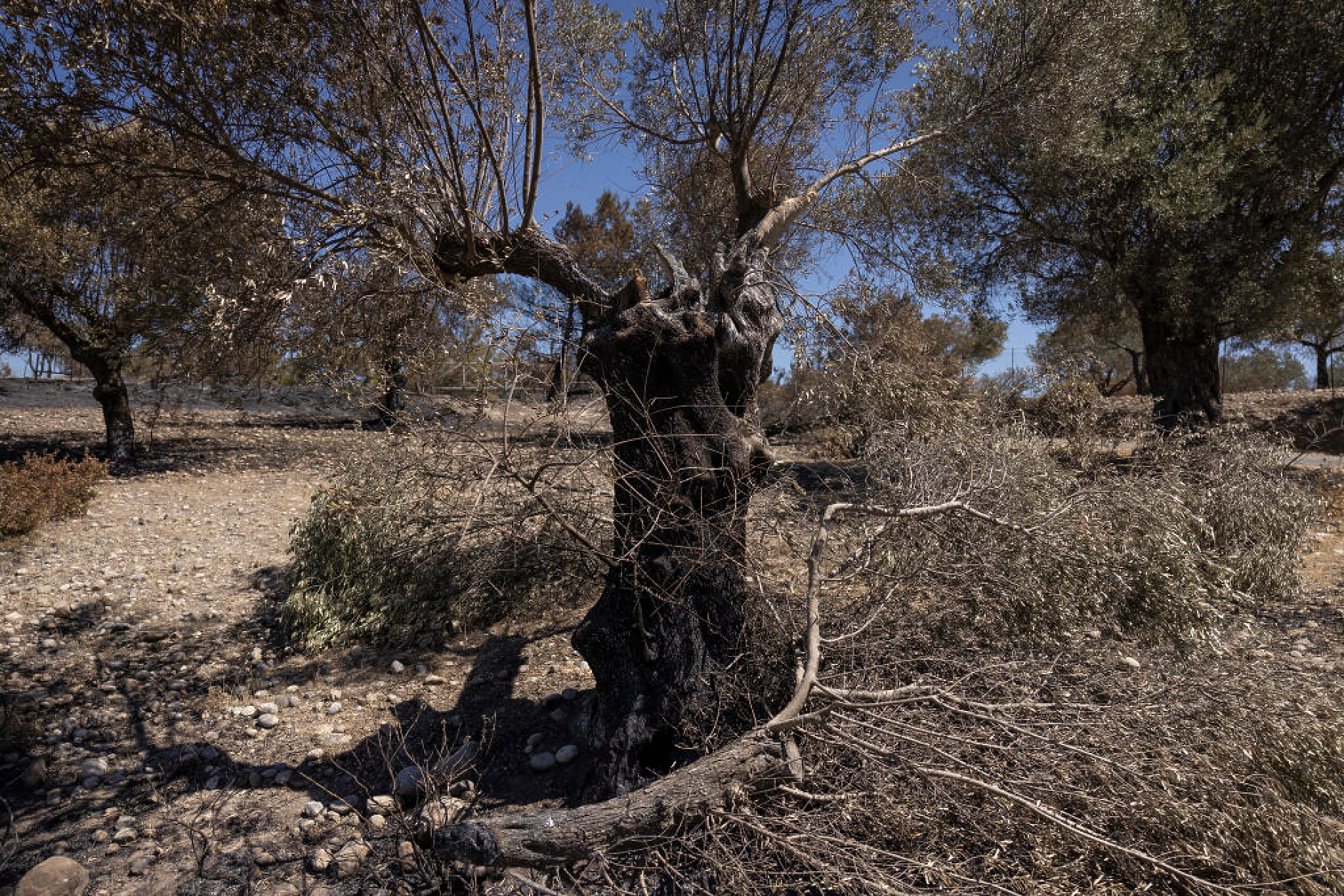 В Гърция забраниха влизането в горски райони поради риска от пожари