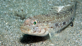 Три вида отровни риби живеят в Черно море Това заяви