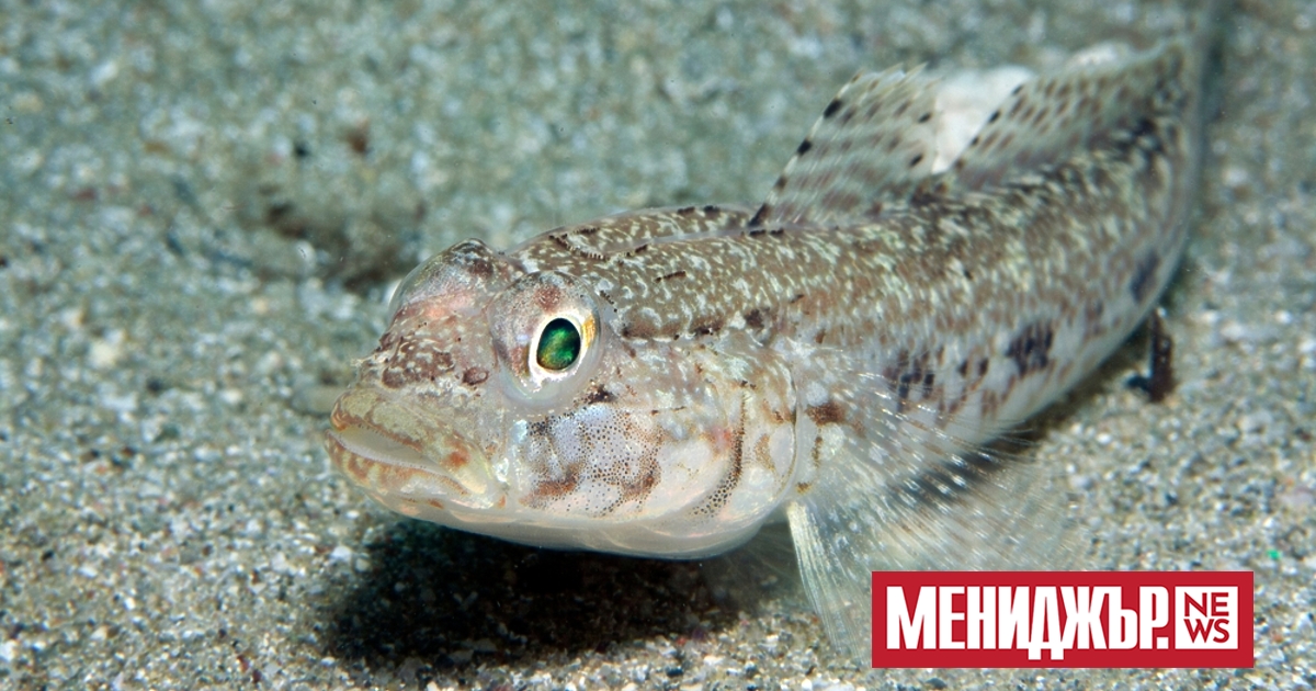 Три вида отровни риби живеят в Черно море. Това заяви