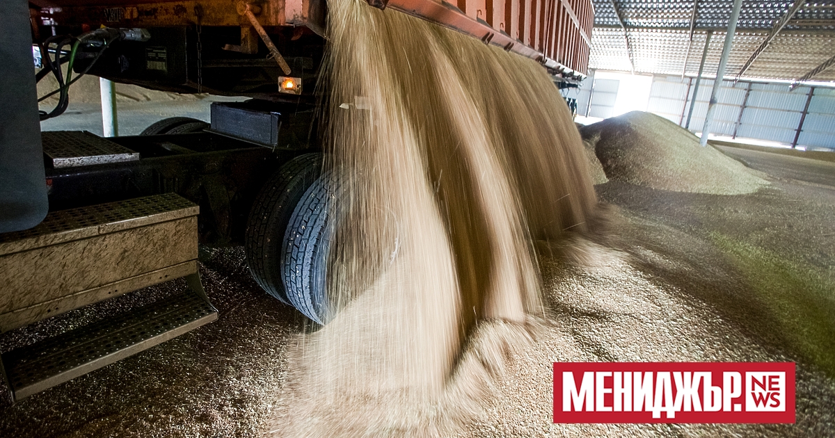 Пшеницата поскъпна с близо 5% в началото на днешната търговия, след
