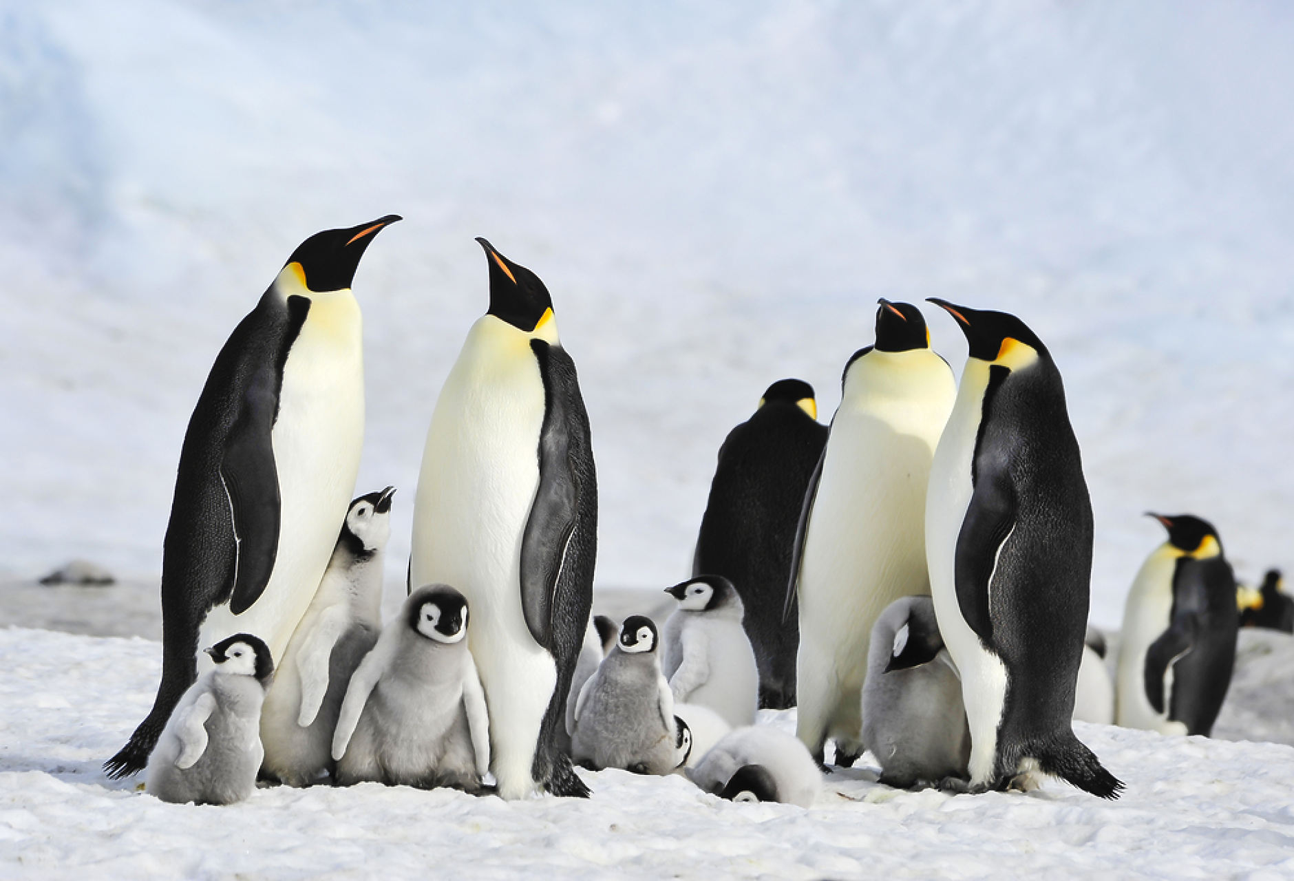 Малките на императорския пингвин са първите жертви на топенето на ледове в Антарктида