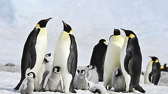 Малките на императорския пингвин са първите жертви на топенето на