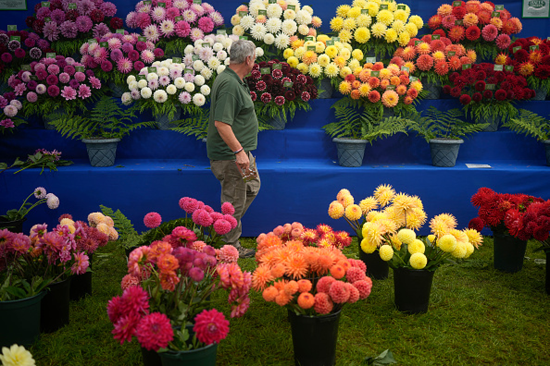 Над 5000 вида есенни цветя са представени на изложението в Харогейт. Снимка: Getty Images