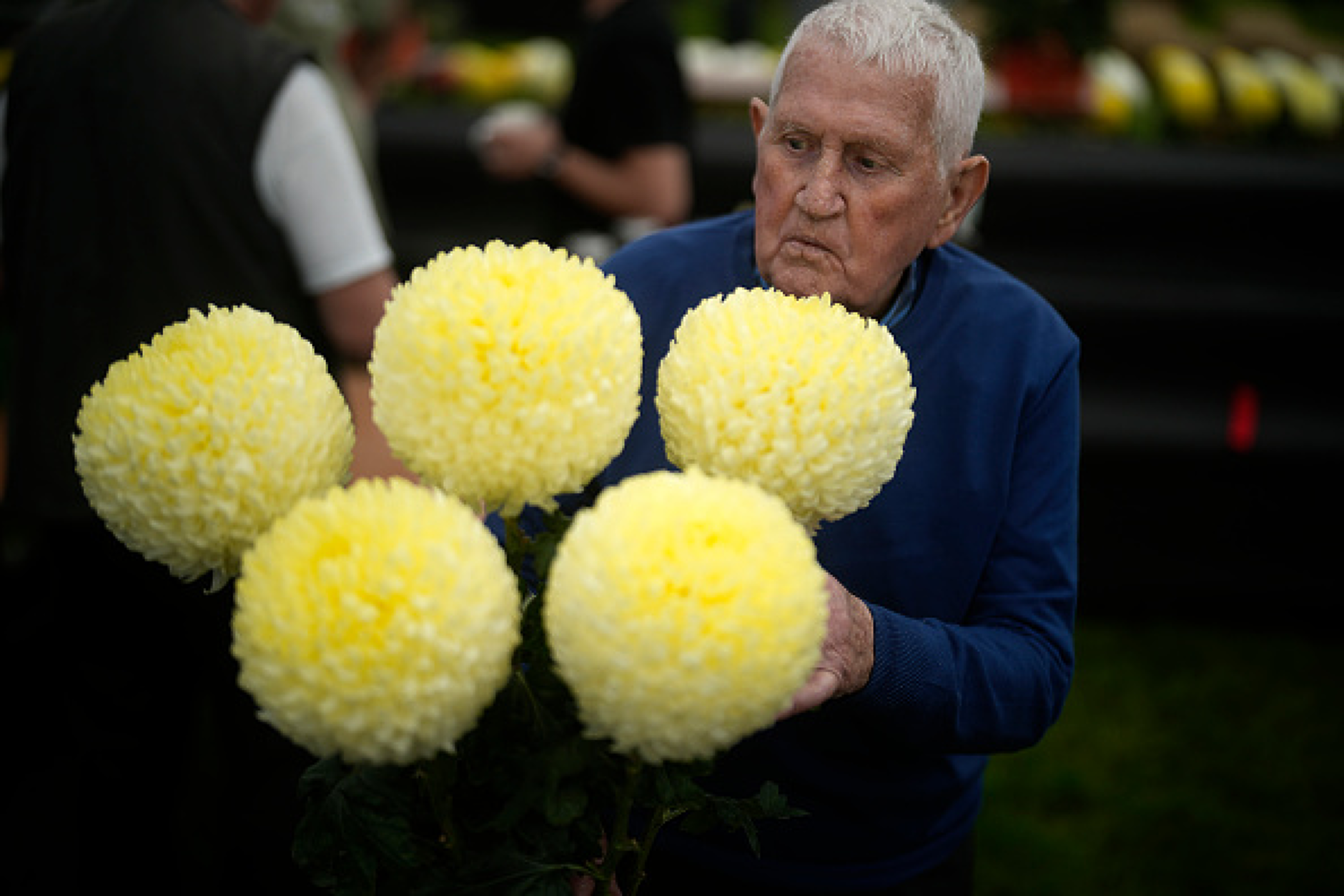Цветар подрежда отгледани от него специален сорт хризантеми за участие в конкурса. Снимка: Getty Images