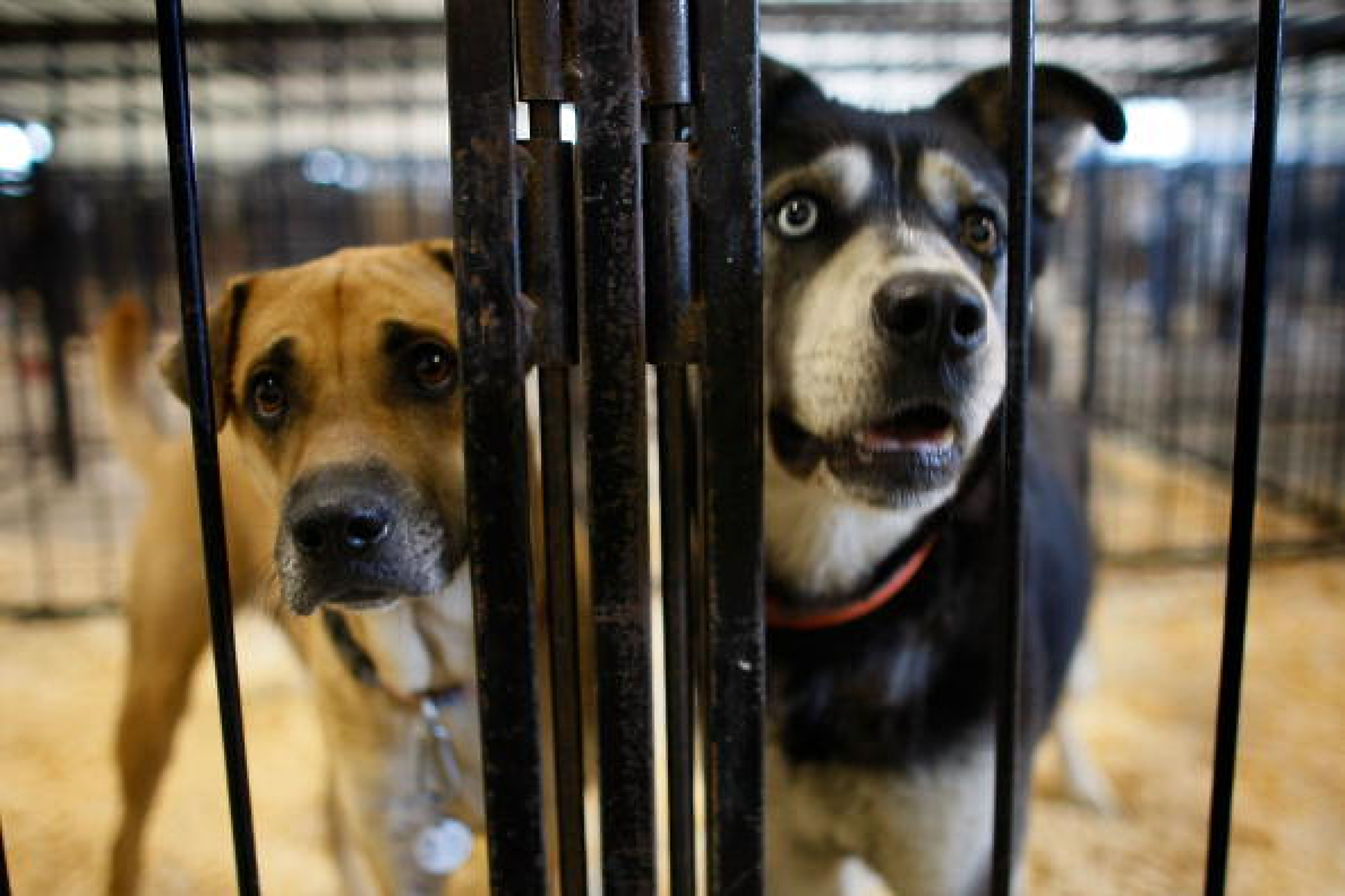 Южна Корея подготвя закон за забрана на консумацията на кучешко месо