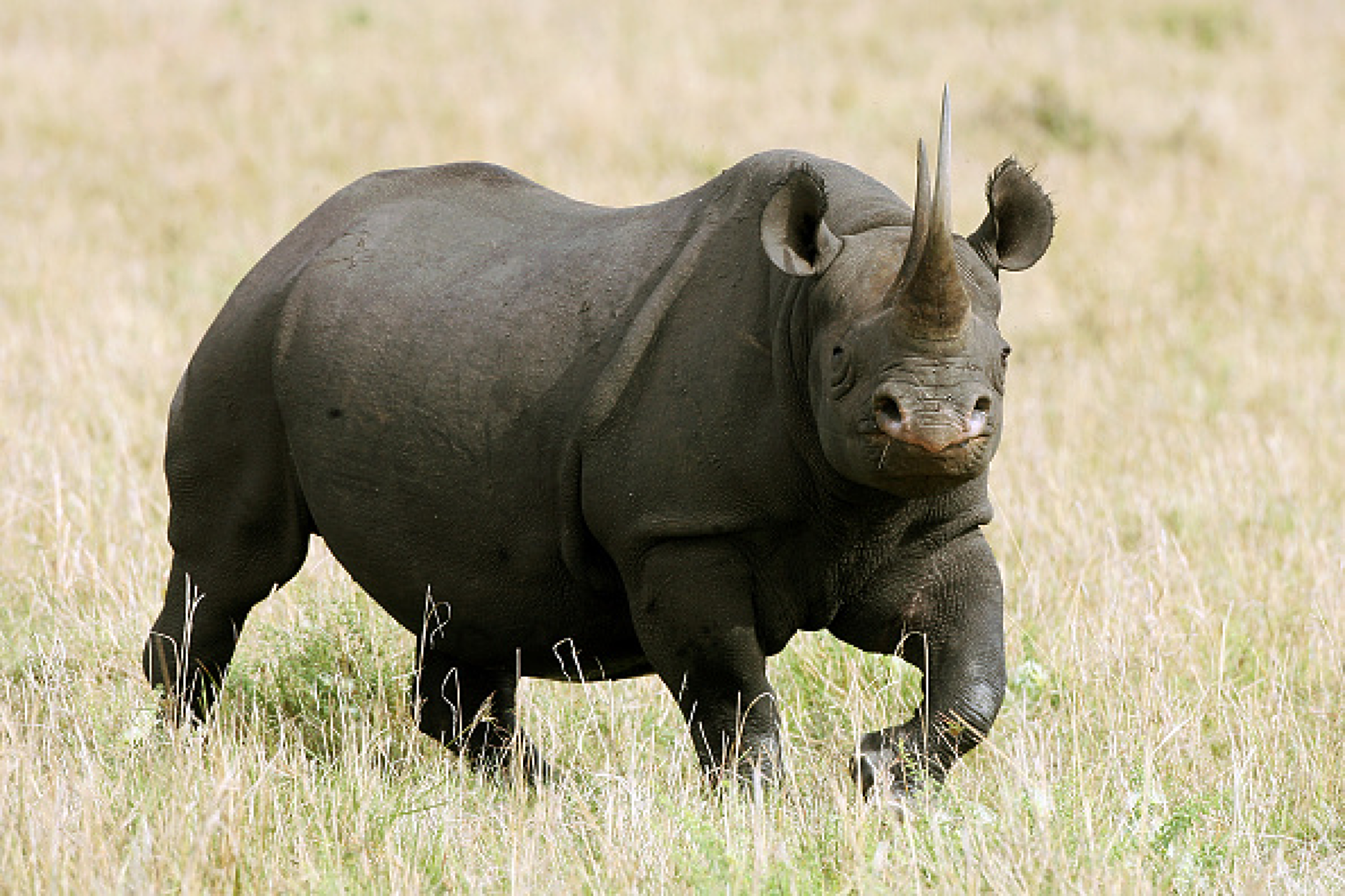 Южна Африка планира да пресели 3 хиляди носорози в съседни страни