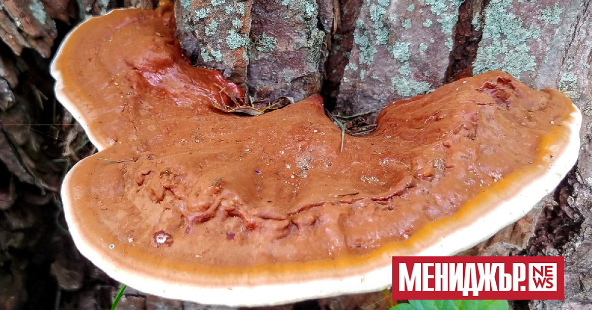 Международен екип от изследователи създаде биокибернетична система от изкуствен ендоскелет