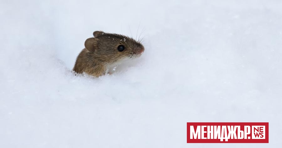 Невролози от изследователския център Скрипс рисърч са идентифицирали мозъчни вериги,