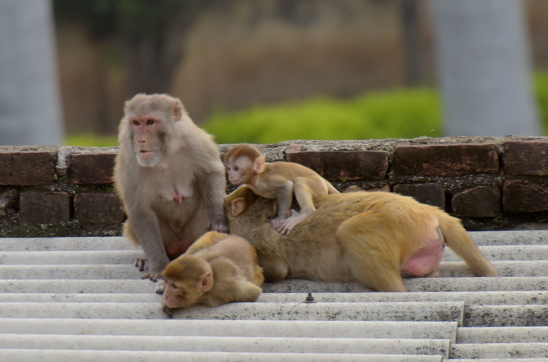 Гонят с плашила маймуните в Ню Делхи преди срещата на върха на Г-20