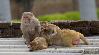 Гонят с плашила маймуните в Ню Делхи преди срещата на върха на Г-20