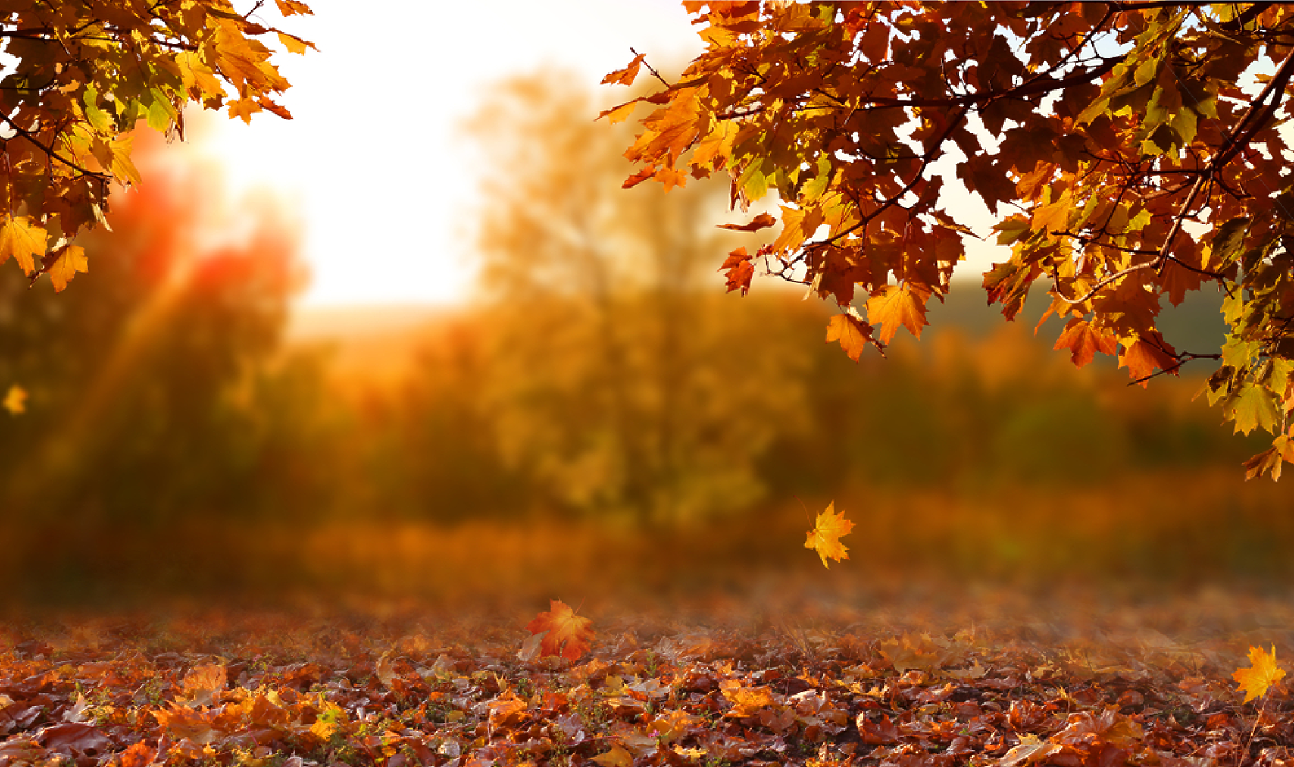 Времето: Есента настъпва, ще бъде слънчево и топло
