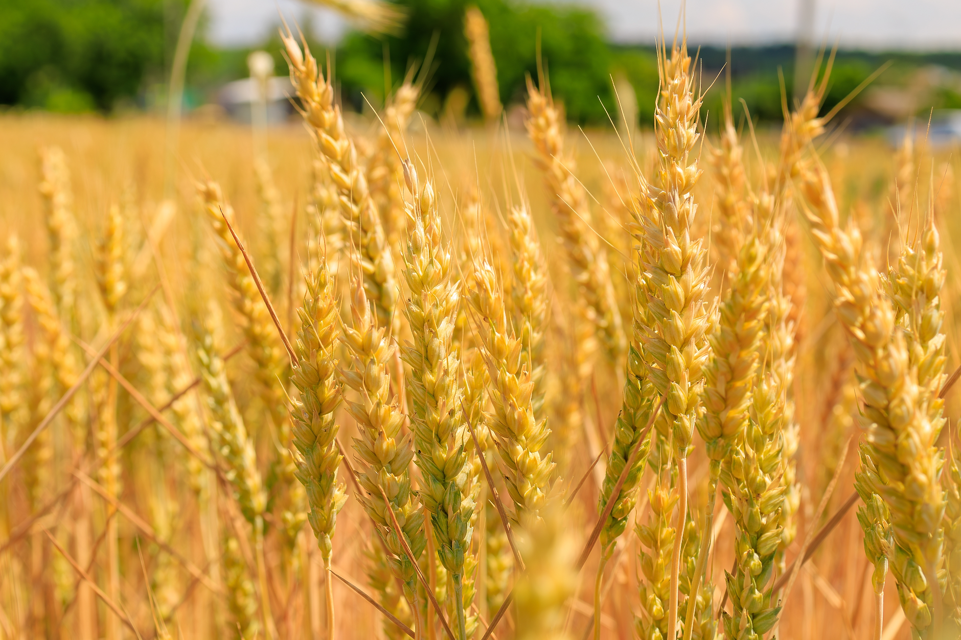 Румъния въвежда ограничения върху вноса на украинско зърно