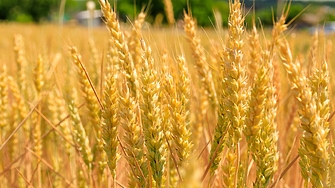 Букурещ въвежда ограничения върху вноса на зърно от Украйна и