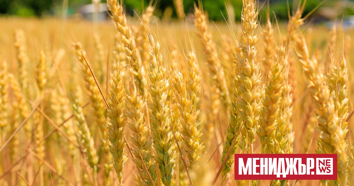 Букурещ въвежда ограничения върху вноса на зърно от Украйна и