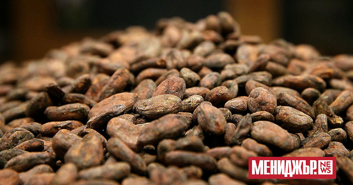 Цената на какаото се повиши рязко и заплашва коледния период,