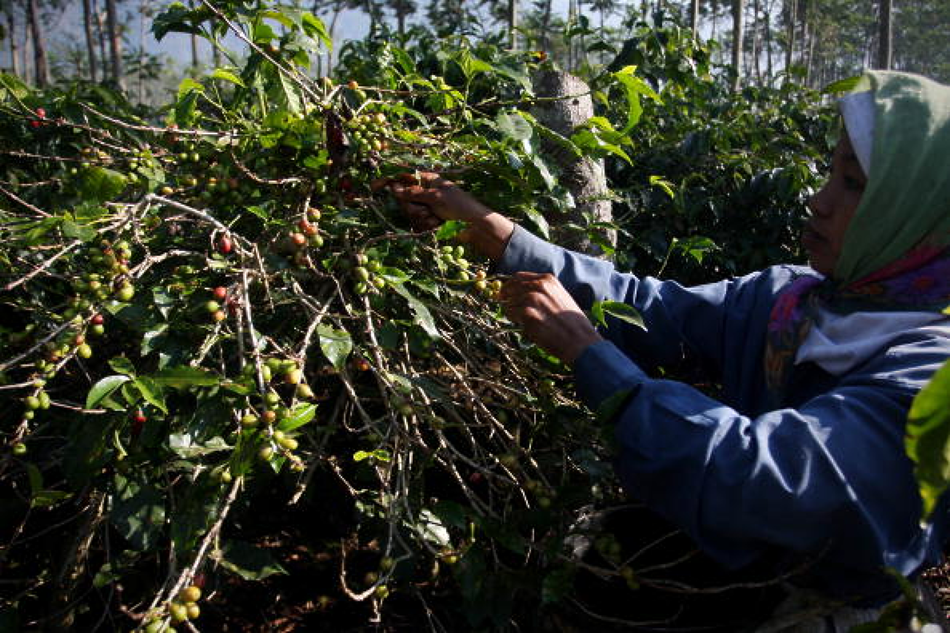 Стотици тонове кафе и какао в складовете на ЕС са под заплаха от унищожаване