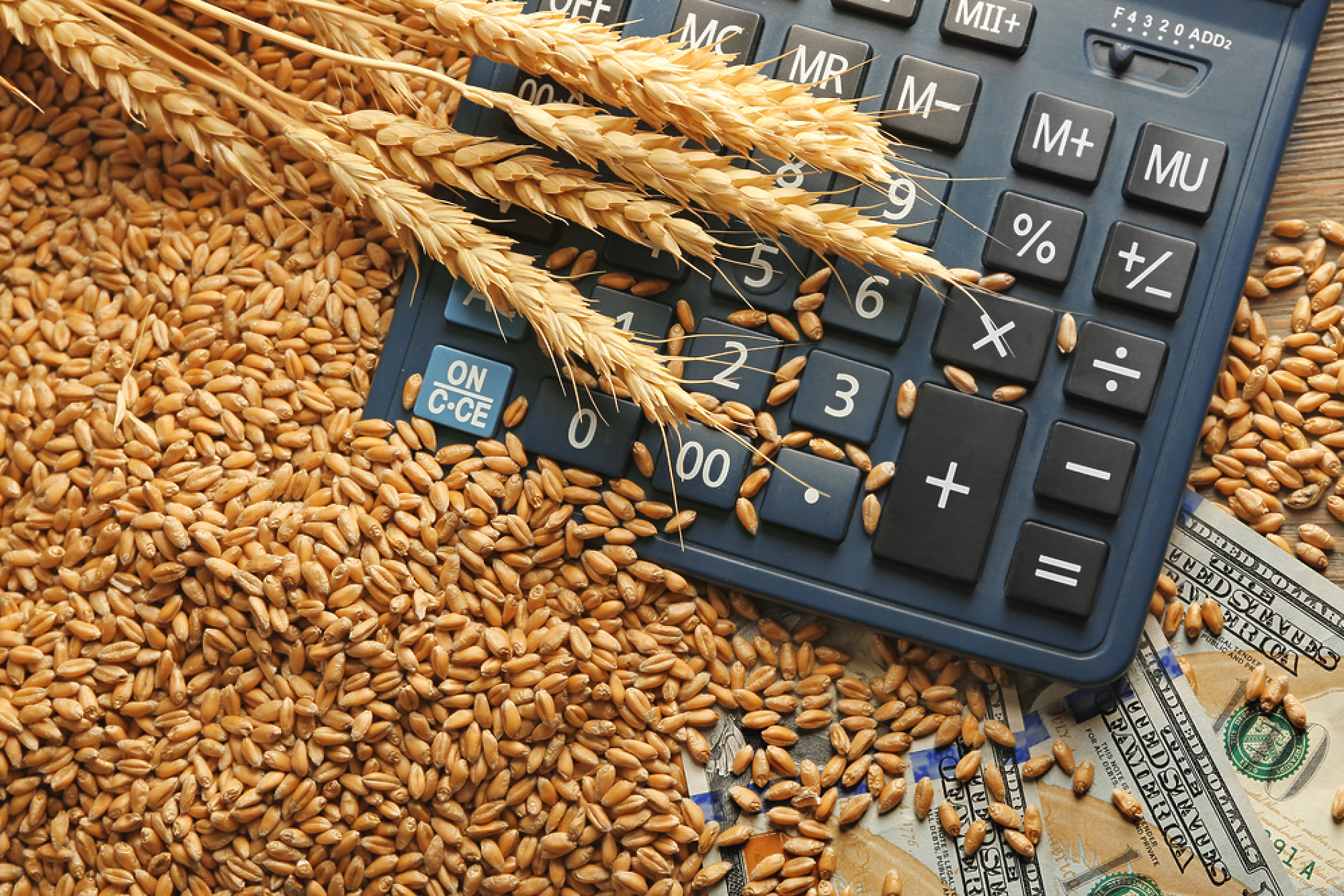 Цените на основните зърнени стоки на световните борси тази седмица се движат разнопосочно