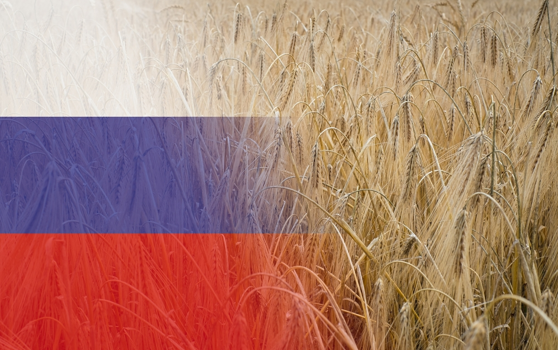 Русия забрани износа на пшеница за шест месеца 