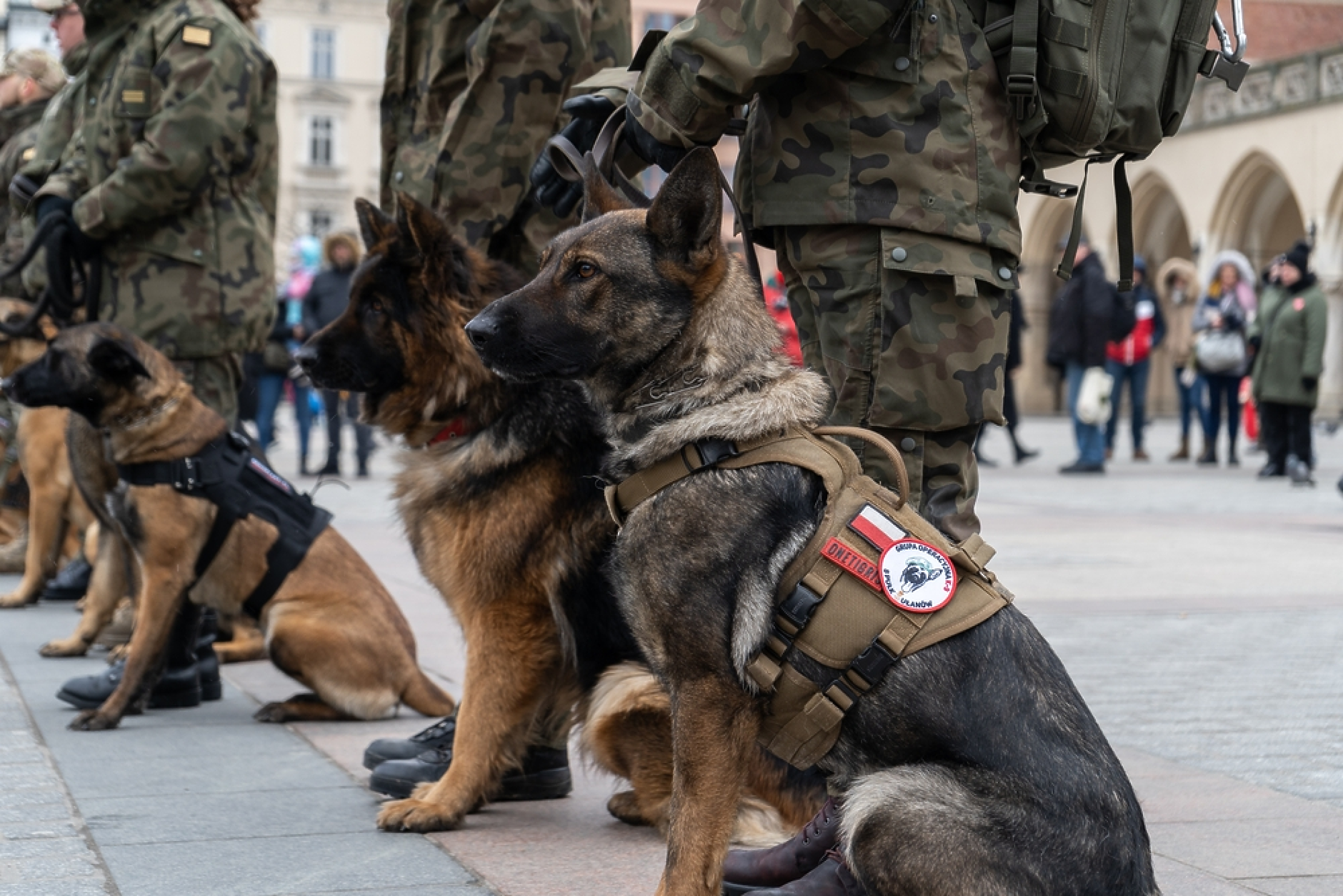 Кучетата в полската армия вече ще получават военни звания