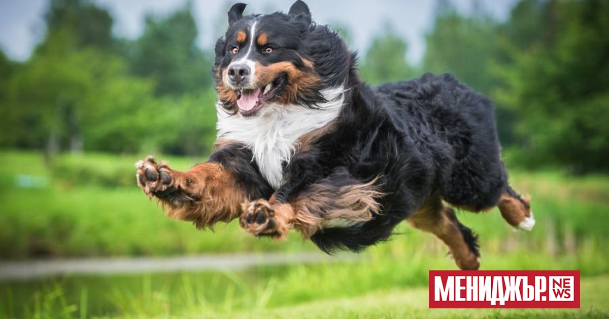 Биотехнологичната компания Loyal обяви, че е достигнала ключов етап по