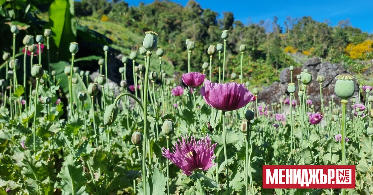 Мианмар е произвел повече от 1 милион тона опиум през