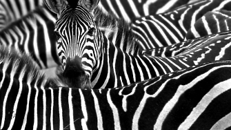 Мъдростта на зебрите заменя устрема на еднорозите