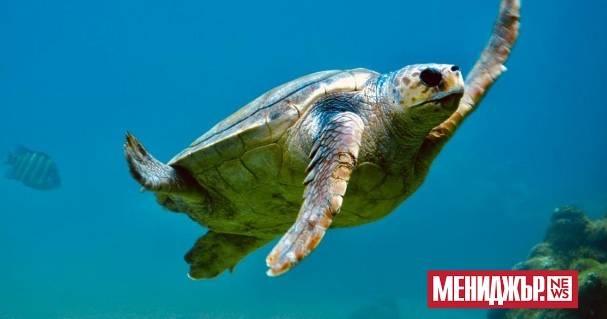 Следи от са открити във кости, превърнали се във вкаменелост,