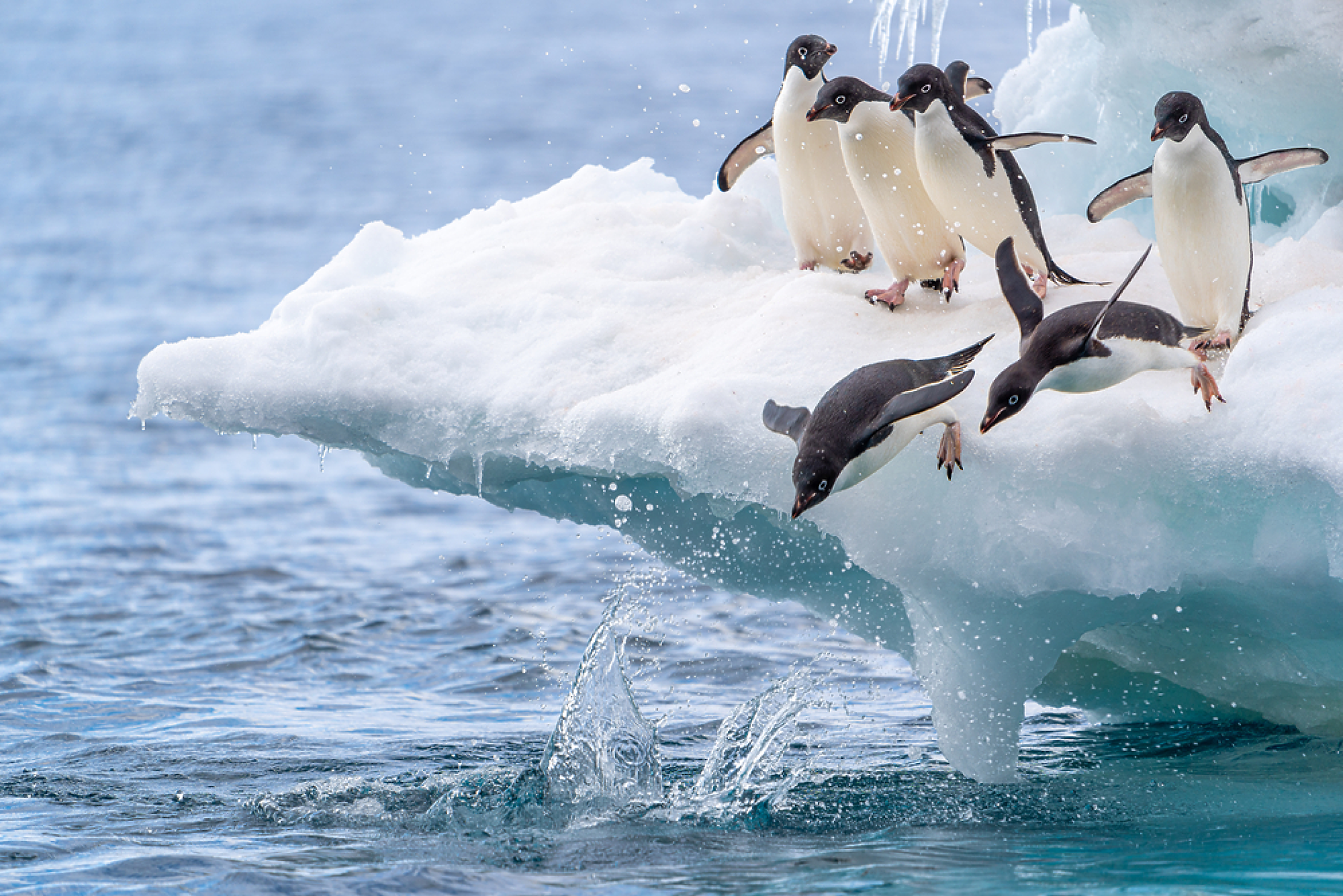 Птичи грип погуби над двеста пингвина край Антарктида