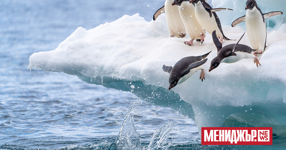 Смъртоносен щам на птичи грип е открит за пръв път